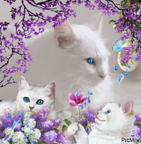 Concours "Chats blancs - White cats" - Gratis animeret GIF