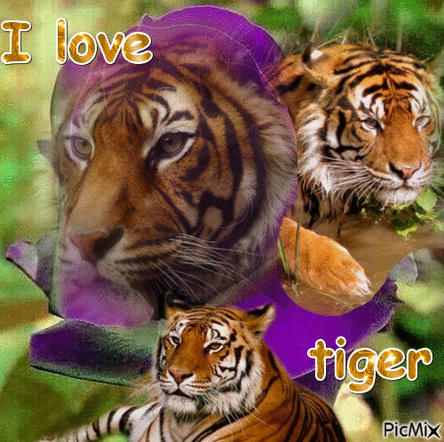 Tigre - Besplatni animirani GIF