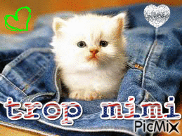 Bébé chat - GIF animate gratis