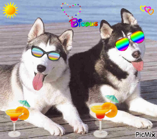 couples de chiens a la plage - 免费动画 GIF