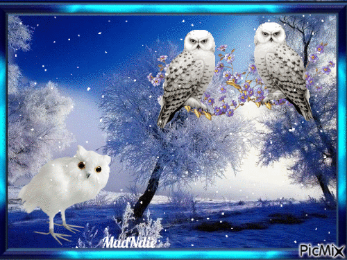 chouettes les chouettes - Free animated GIF