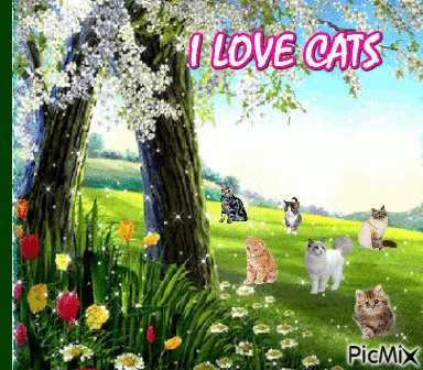 CATS - Free animated GIF