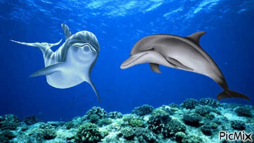 les dauphins - png ฟรี