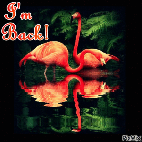 I'm Back (Flamingos) - Zdarma animovaný GIF