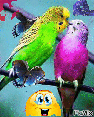 愛的鳥兒GIF - Kostenlose animierte GIFs