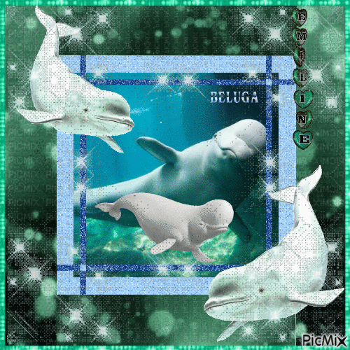 EMELINE - Beluga... 🐬🐳🐋 - Free animated GIF