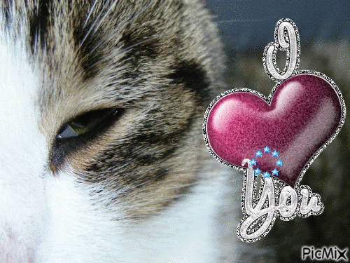 I love you cat - 無料のアニメーション GIF