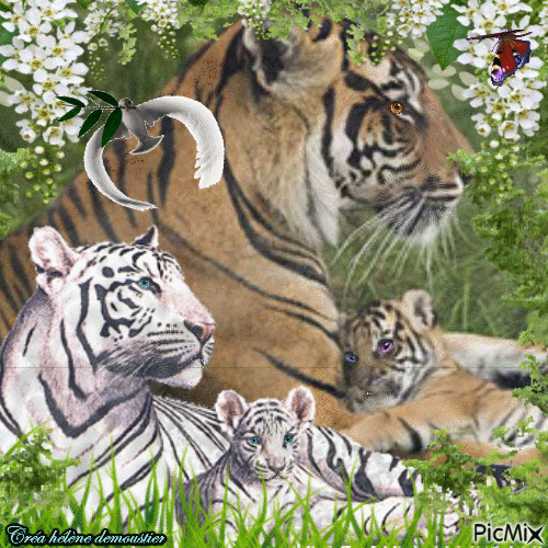 HD tigres et leurs petits - GIF animé gratuit