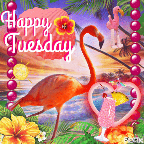 Happy Tuesday Flamingo - Gratis animerad GIF