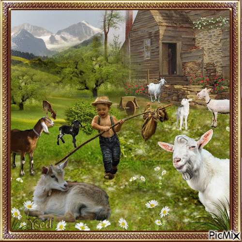 En el campo con las cabras. - GIF animado grátis
