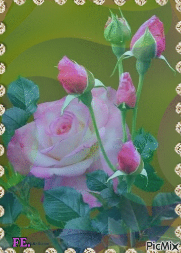 Pink rózsa! - Gratis animeret GIF