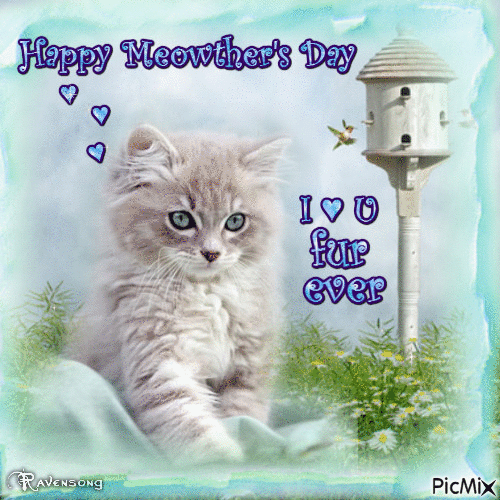 Happy Meowther's Day - Darmowy animowany GIF