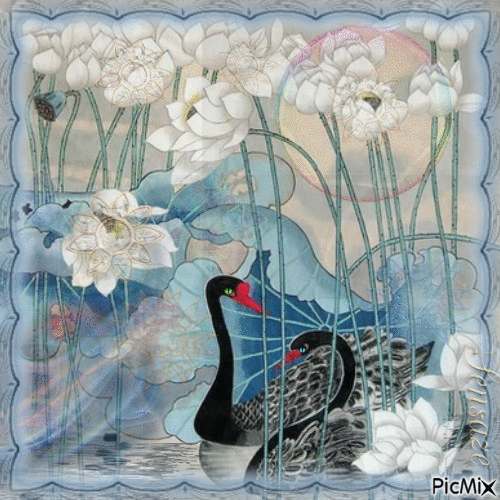 Black swans - 無料のアニメーション GIF