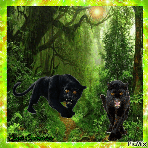 Pantera na Selva - Gratis animerad GIF