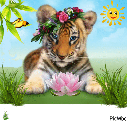 тигр - Бесплатный анимированный гифка