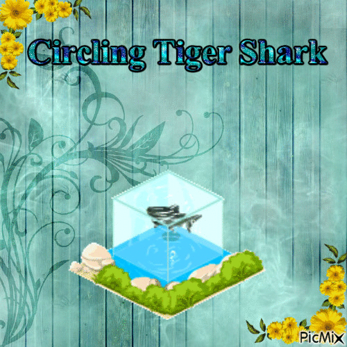 Circling Tiger Shark - GIF animado grátis