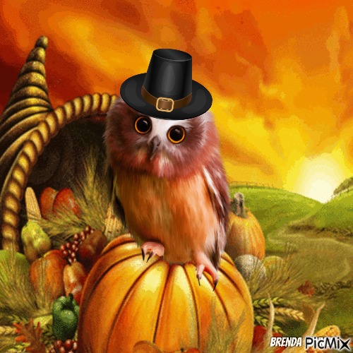 Thanksgiving owl - Free PNG