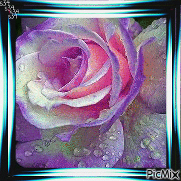 A BEAUTIFUL PINK, PURPLE, AND WHITE ROSE WITH WATER DROPS. HAS A BLACK, GREEN, RED, AND WHITE FRAME WITH IN AND OUT MOVEMENT. - Kostenlose animierte GIFs