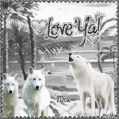 Les loups blancs - Ilmainen animoitu GIF