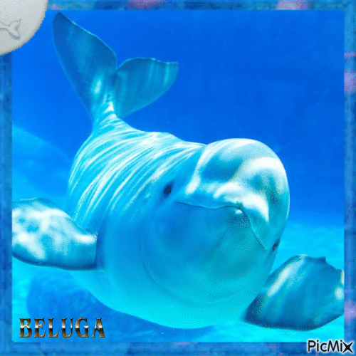Beluga - Бесплатный анимированный гифка