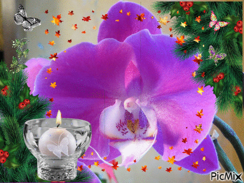 orchidéééé - Ingyenes animált GIF