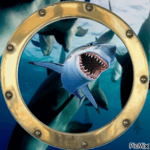 REQUIN - Free animated GIF