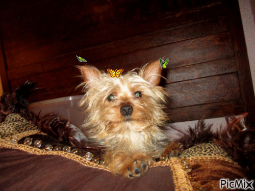 Yorkie Butterfly Terrier - GIF เคลื่อนไหวฟรี