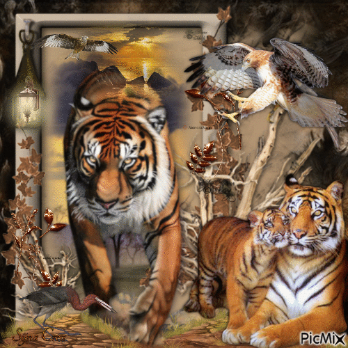 Tiger family - Free animated GIF