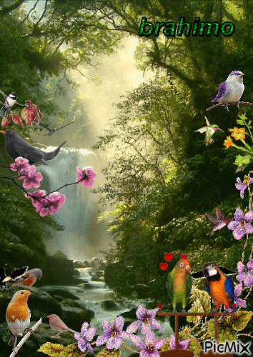 la nature et les oiseaux - 免费动画 GIF