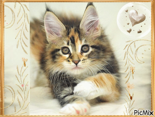 Amazing Kitten - Δωρεάν κινούμενο GIF