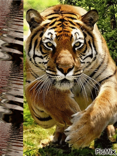 sa majesté le tigre - 無料のアニメーション GIF