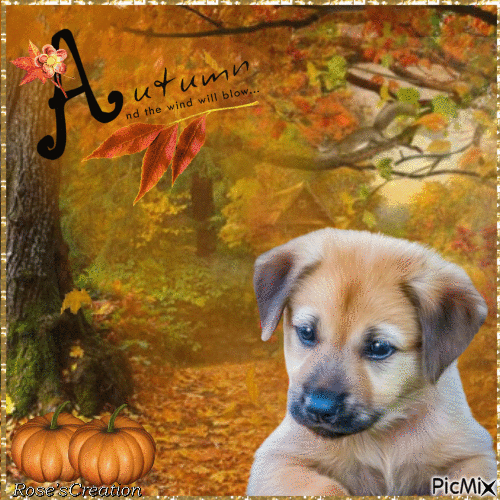 Concours : Chien d'automne - Free animated GIF