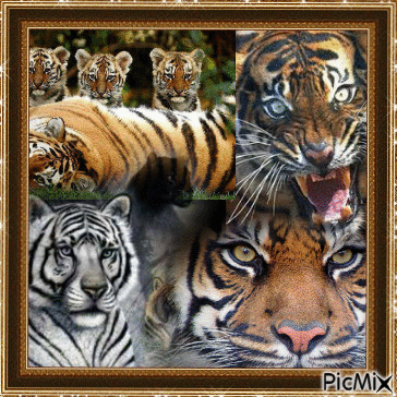 Tigers - Gratis geanimeerde GIF