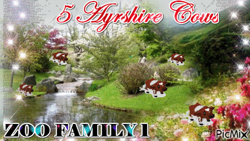 AYRSHIRE COWS - Nemokamas animacinis gif