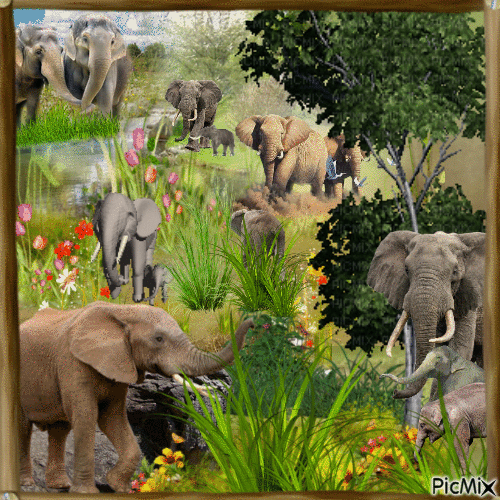 le paradis des éléphants - GIF animé gratuit