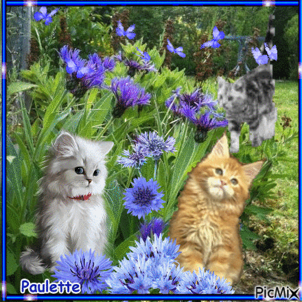 chats dans les fleurs - GIF animado gratis