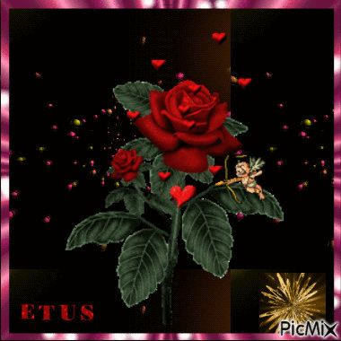 Vörös rózsa - Gratis animeret GIF