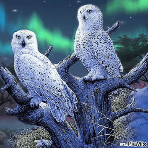 owls - Besplatni animirani GIF