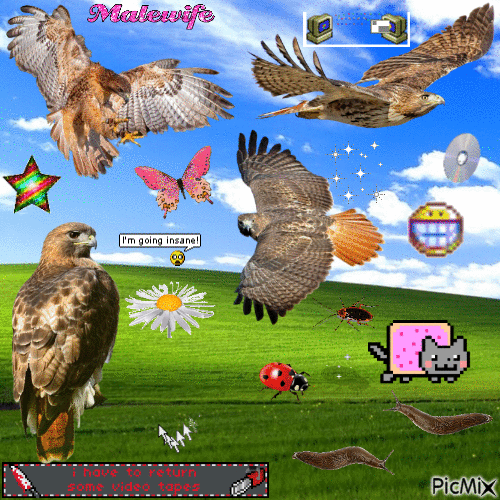 red tailed hawk - Zdarma animovaný GIF