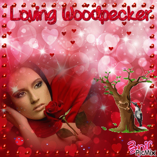 Loving Woodpecker - GIF animado grátis