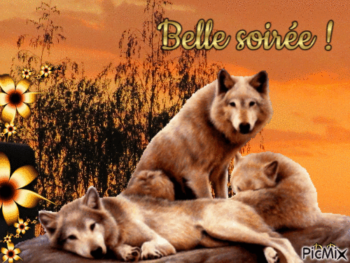 Les loups - Darmowy animowany GIF