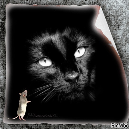 Portrait d'un chat noir. - nemokama png