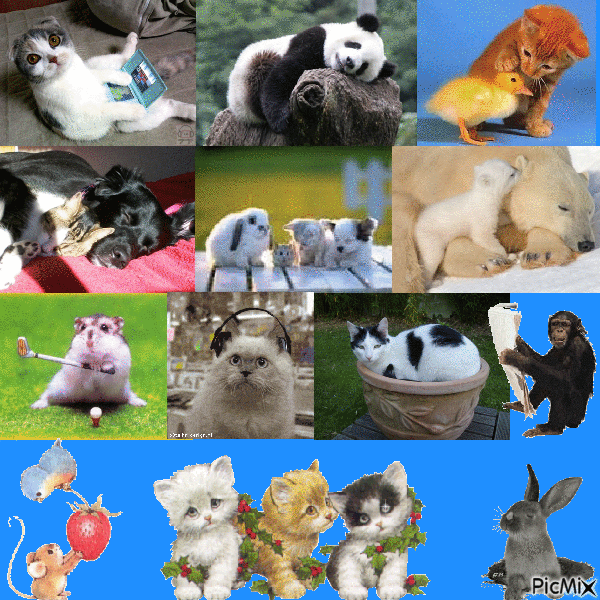 animaux mimi - GIF animasi gratis