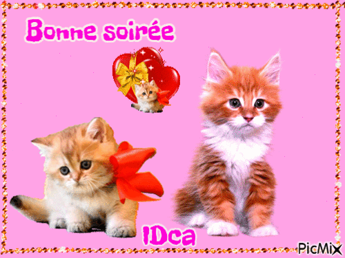 Bonne soirée les chatons - 無料のアニメーション GIF