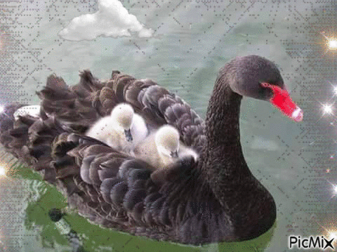 "Black Swan & Her Babies" - Darmowy animowany GIF