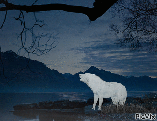 The white wolf calls his family - Free animated GIF