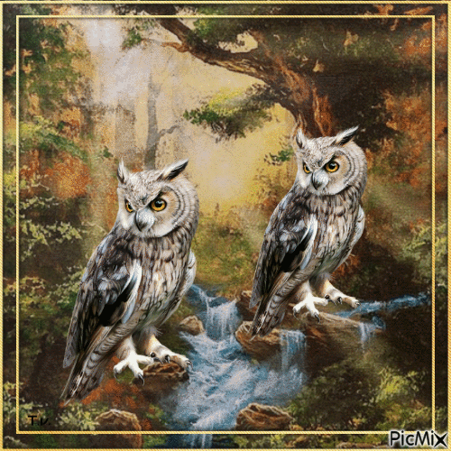 Owl - Δωρεάν κινούμενο GIF