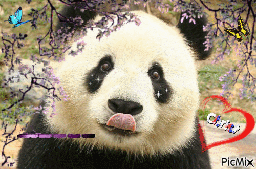 panda bonjour - GIF animado gratis