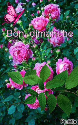 Bon Dimanche. - Free animated GIF