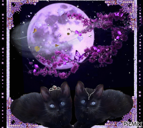 Gatti sotto la luna - GIF animé gratuit